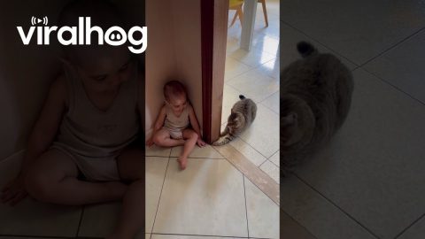 Boy and Cat Play Together || ViralHog