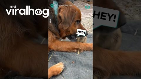 Prairie Dog And Pup Play || ViralHog