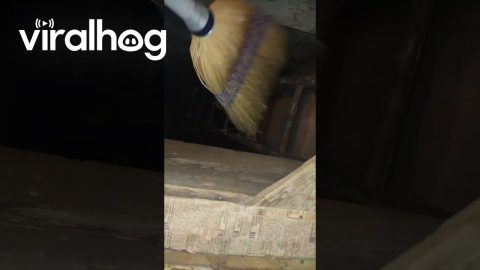 Man Finds Hidden Trap Door in Bathroom || ViralHog