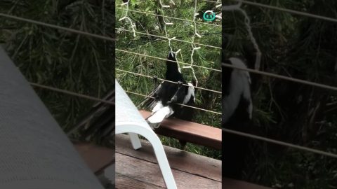 Magpies Want Christmas Lights || ViralHog