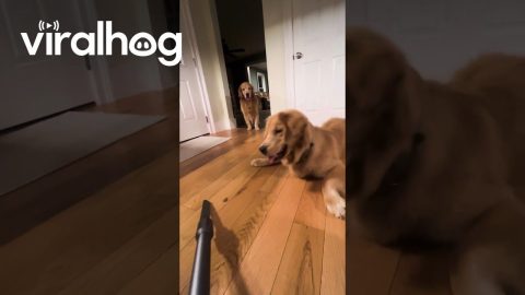 Goofy Golden Plays With Vacuum || ViralHog