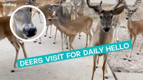 Deer Herd Morning Visit || ViralHog