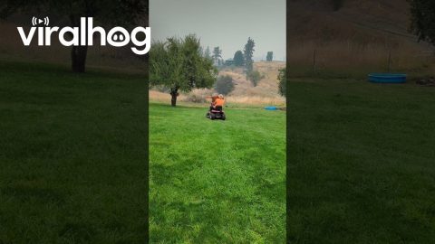 Helpful Dog Hops On Lawn Mower || ViralHog