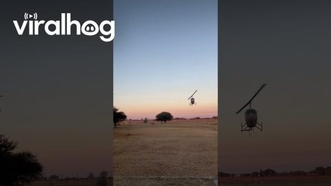 Rigby the Dog Jumping in a Helicopter || ViralHog