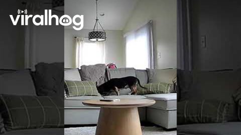 Security Cam Captures Dog Getting Cozy on the Couch || ViralHog