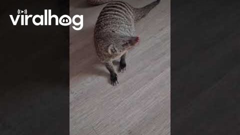 Squeaking Mongoose Plays With Plush || ViralHog
