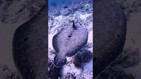Colour Changing Fish || ViralHog