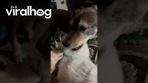 Adopted, but at What Cost? || ViralHog