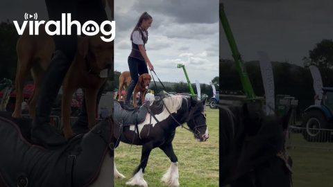 Dog And Liberty Trainer Ride Standing On Horse || ViralHog