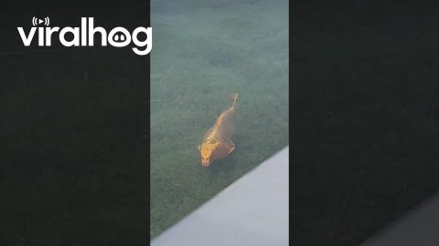 Cat-Faced Fish || ViralHog