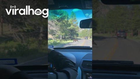 Family Sees Bear Up Close in National Park || ViralHog