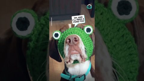 Dog Hat Fits Perfectly Around Nose || ViralHog