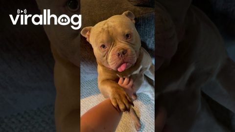 Adorable Purring Dog || ViralHog