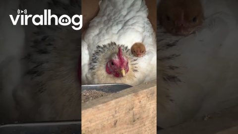 Chick Peeks Out From Under Mom || ViralHog