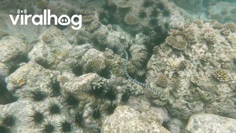 Diver Follows Venomous Sea Snake || ViralHog