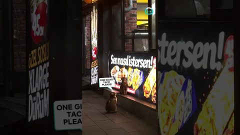 Cats Just Want Kebab || ViralHog
