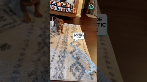 Skeleton Dog Scare Dog || ViralHog