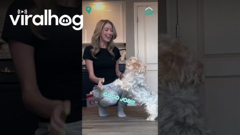 Dog Celebrates After Fake Injection || ViralHog