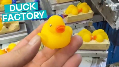 Where Rubber Ducks Come From || ViralHog