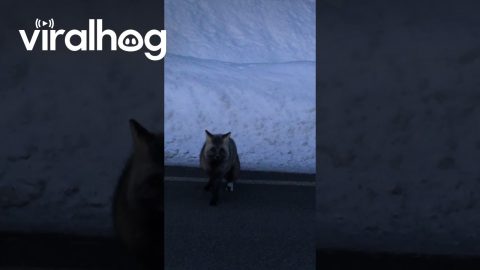 Rare Cascade Fox Sighted By Adoring Fans || ViralHog