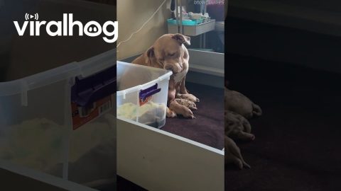Mama Dog Watches Her Babies || ViralHog