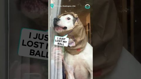 This Dog Is Not Subtle || ViralHog