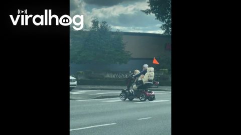 Just a Man and His Dog || ViralHog