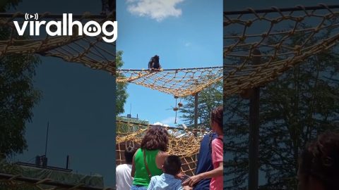 Chimp Throws Poop at People || ViralHog