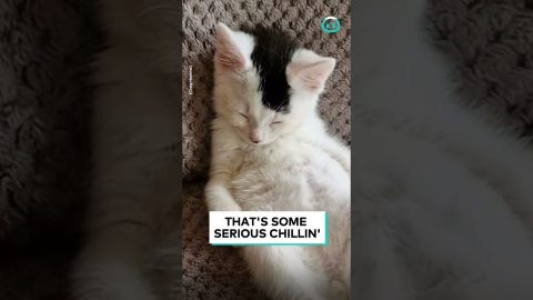 Kitten Chills On Couch || ViralHog