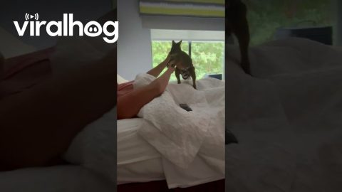 Wallaby Thinks He's Tough || ViralHog