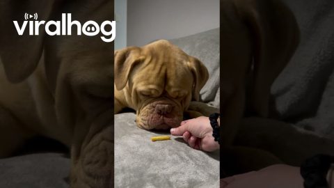 Mid-Nap Fry Snack || ViralHog