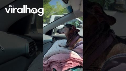 Dachshund Cools Off in the Car || ViralHog