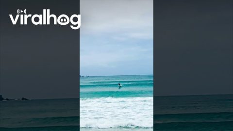 Dolphins Swims With Surfers || ViralHog