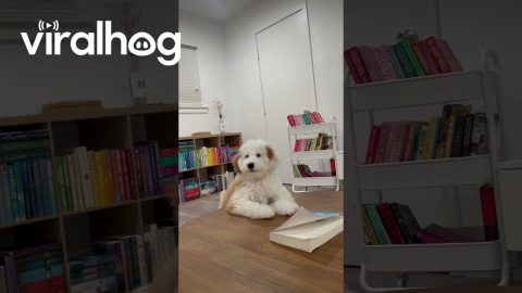 Goldendoodle Whisper Barks || ViralHog