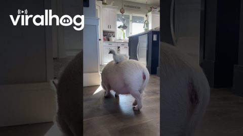 Chicken Perches On Mini Pig || ViralHog