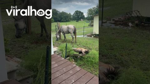 Baby Horse Takes a Tumble || ViralHog