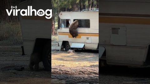 Bear Climbs Out of RV Window || ViralHog