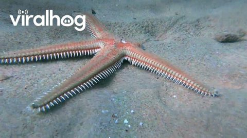 Big Starfish With Missing Leg || ViralHog