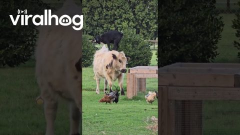 Goat Jumps On Cow's Back || ViralHog