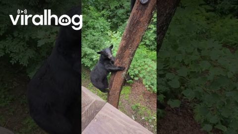 Telling Tina The Bear To Go Home || ViralHog