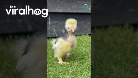 Beautiful Mottled Silkie Chick || ViralHog
