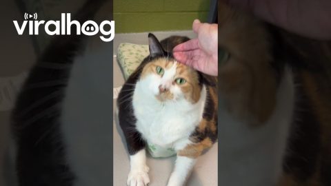 Meeting "Minnie," the 27 Pound Cat || ViralHog