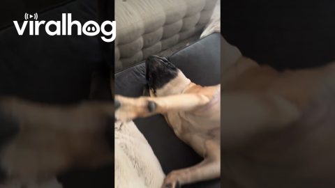 English Mastiff Lounges on Couch || ViralHog
