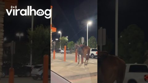 Horse Hitched Outside Fast Food Restaurant || ViralHog