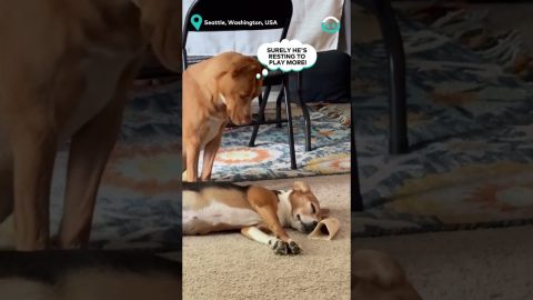 Puppy Wants Dog To Play || ViralHog