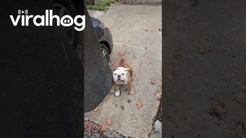 The Skateboarding Tornado Bulldog || ViralHog