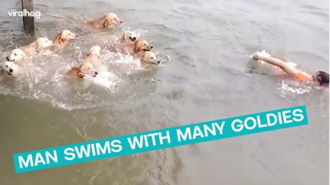 Man Swims With 16 Dogs || ViralHog