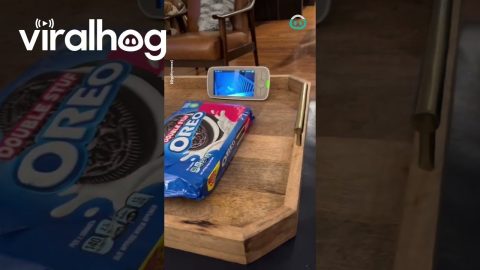 Dogs Drama Over Oreo Denial || ViralHog