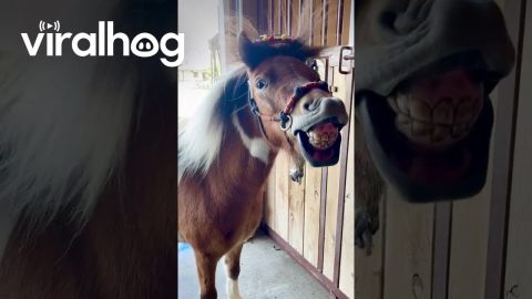 Mini Pony Loves the Breeze in His Hair || ViralHog