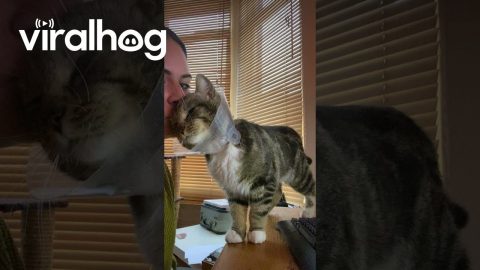 Clingy Coned Cat Wants Cuddles || ViralHog
